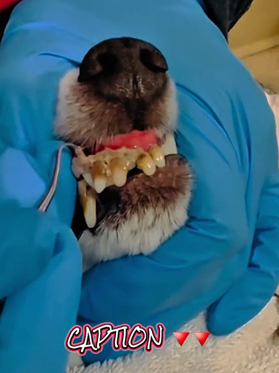 Tartar buildup in dogs 🐕 leads to periodontal disease 🦷, a severe inflammatory condition that causes bad breath 🫢, gingivitis 🩸, and gum recession. If left untreated, it can result in tooth loss 🦷 and serious complications affecting other organs such as the kidneys , heart 🫀, and liver , ultimately shortening the animal's lifespan ⏳.  Tartar removal requires a surgical procedure using an ultrasonic device. This intervention is performed under general anesthesia 💤 to ensure it is painless, effective, and stress-free for the animal. To prevent tartar in your dog: 🪥 Brush their teeth regularly with a suitable toothpaste 🍖 Provide dental kibble and chew toys ☆ Use specialized dental care products 👩‍⚕️ Consult your veterinarian for regular check-ups and professional scaling when necessary. تراكم الجير لدى الكلاب يؤدي إلى أمراض اللثة 🦷 التي تسبب رائحة الفم الكريهة  والتهاب اللثة 🔥 وتراجع اللثة. إذا تُرك دون علاج، قد يؤدي إلى فقدان الأسنان 🦷 ومضاعفات خطيرة على الأعضاء مثل الكلى والقلب ❤️ والكبد ، مما يقلل من عمر الحيوان . يتطلب إزالة الجير إجراء جراحي باستخدام جهاز بالموجات فوق الصوتية تحت التخدير العام 💤 لضمان عدم الشعور بالألم. للوقاية من تراكم الجير: ☆ تنظيف أسنان الكلب بانتظام باستخدام معجون أسنان مناسب ☆ إعطاؤه طعامًا خاصًا وألعابًا للمضغ ☆ استخدام منتجات العناية بالفم الخاصة ☆ زيارة الطبيب البيطري للفحوصات الدورية والتقشير عند الحاجة. #vetstudents #vet #vetlife #بيطرية #veterinarian #بيطري #veterinaire #vetschoolproblems #animaldoctor #معلومات_بيطرية #vetschool #vetnurse #dog #tartar #dental #teeth #chien #animaux #satisfying #satisfaction #veteriner #veterinaria