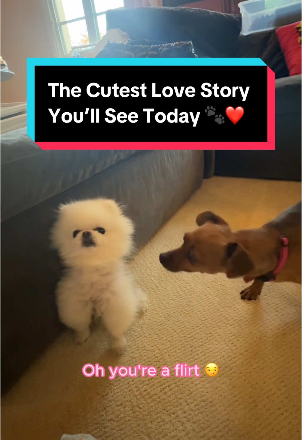 Puppy love 🤣😍🐶 Looks like Zuzu has a crush on Ether 🥰😉