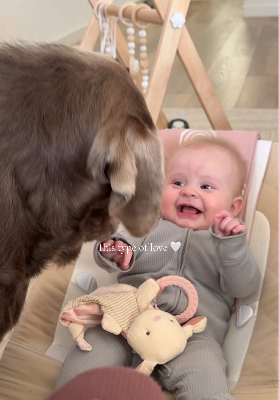 Bestfriends forever 😭🤍 #MomsofTikTok #dogsoftiktok #girlmom #momtok #foryoupage #silverlab 