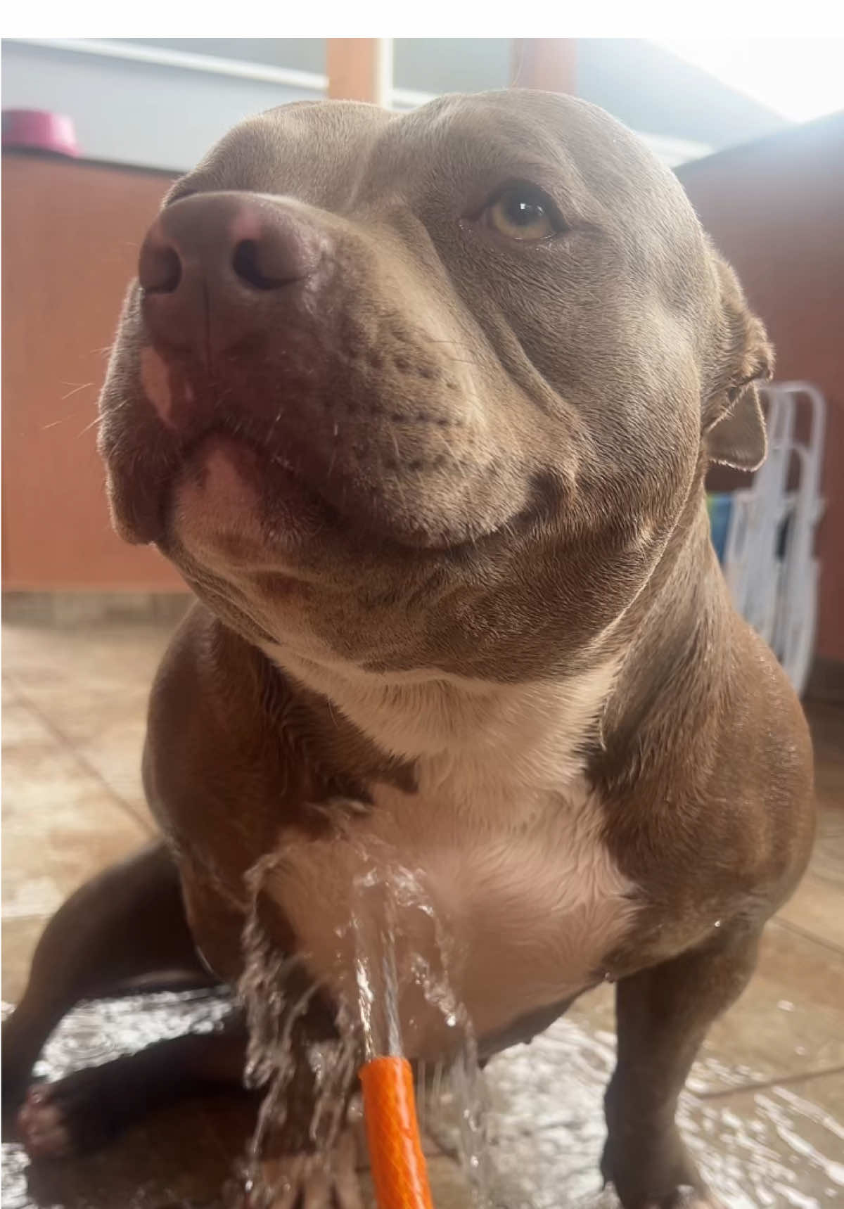 E tem razão viu hahaha #Ramona #calor #americanbully #cachorro #pet #fouryou 