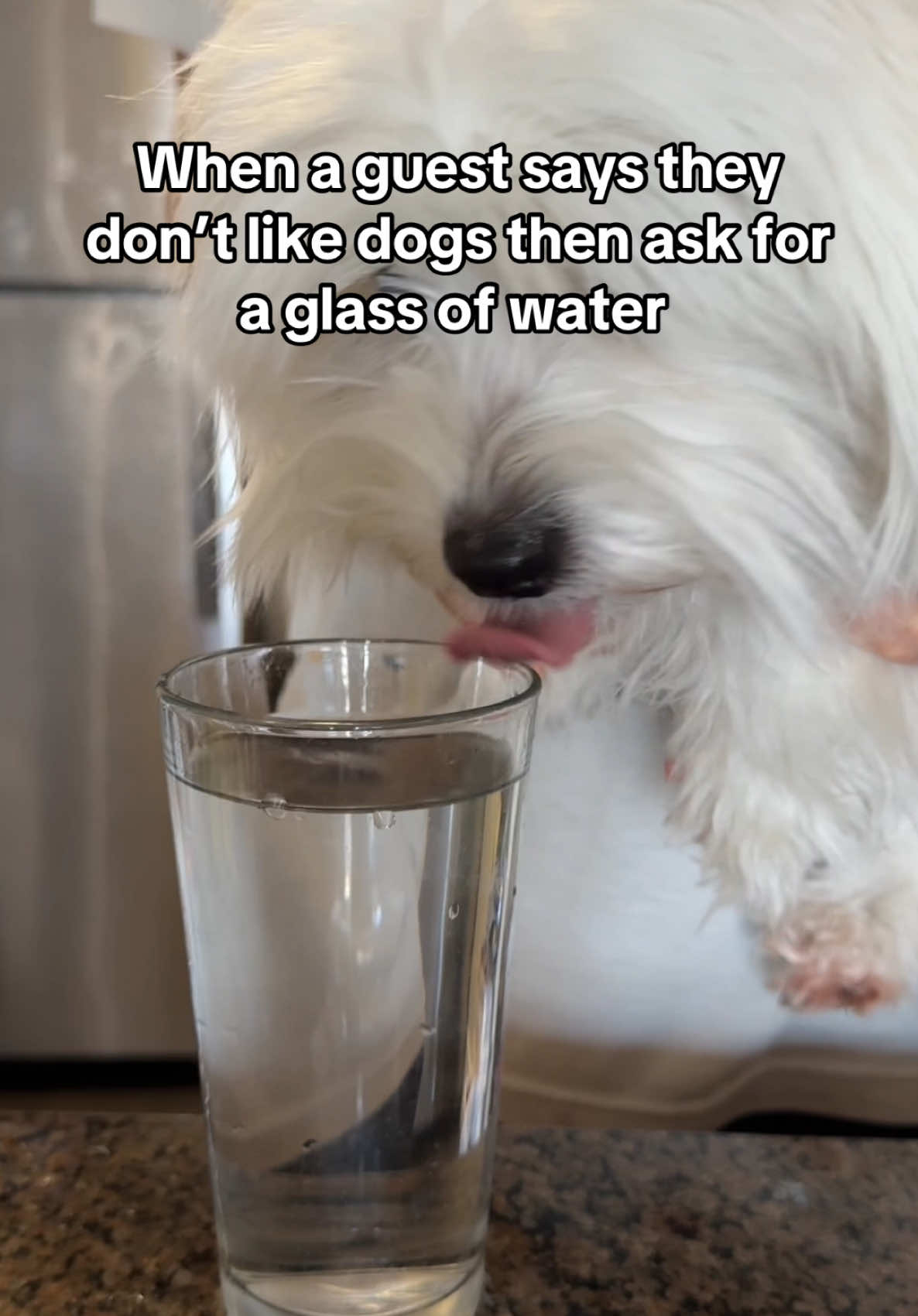 ready to serve #cotondetulear #dogsoftiktok #cutedoglife