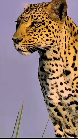 #wildlife #fyp #spaceadventures #protectwildlife #endangeredspecies #exploretheuniverse #spaceadventures #wildanimals #animalsoftiktok #sportsontiktok #tokbook 