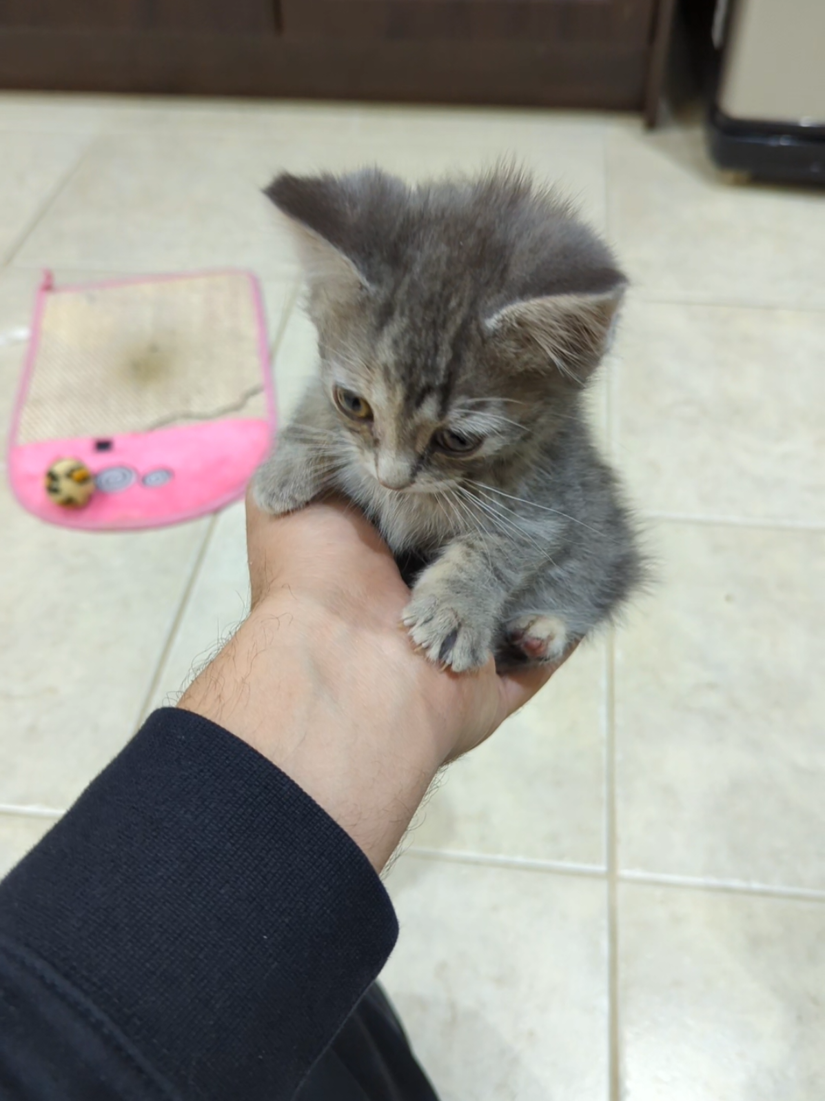 Definitely a danger to public safety 😹😹 #kitty #playfulkitten #kittytok #kitten #catsoftiktok #funnykitten #tabbycat #catdad #tabby #kittensoftiktok #kittenlove #kittentok #greykitten 