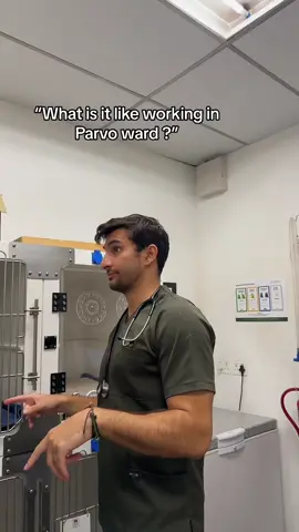 Parvo is literally the worst ! Never seen sicker animals than in parvo ward … #vet #dogs 
