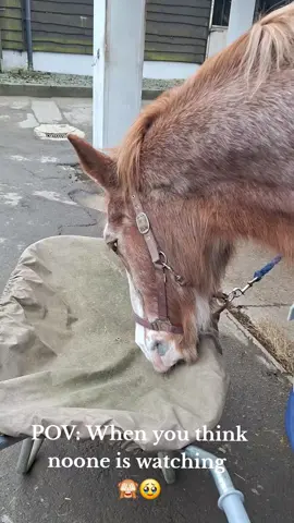the older he gets, the more quirky he gets 🙈😂 #horselove #equestrian #horsesontiktok #fyppppppppppppppppppppppp #fyp 