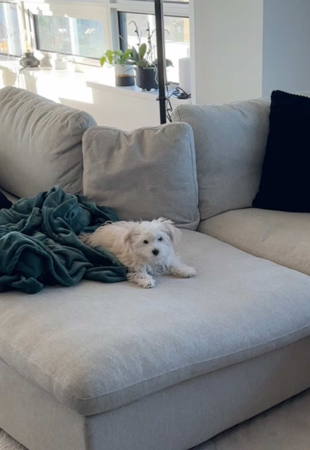 Replying to @About Snoutz there was no time for the ball #puppy #fyp #foryou #puppylove #puppytok #dogsoftiktok #puppiesoftiktok #puppydog #puppies #maltese #yorkie #viral #viralvideo #trending #cute #zoomies 