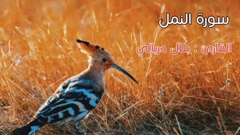 #بلال_دربالي #القران_راحة_نفسية #رحة_نفسية_مع_القران 
