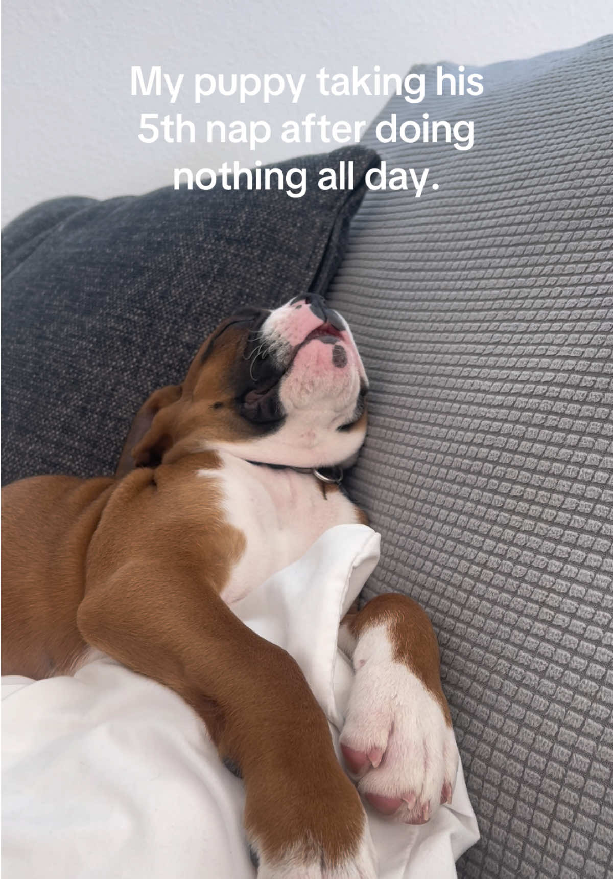 Ruff life for Louie #puppy #boxer