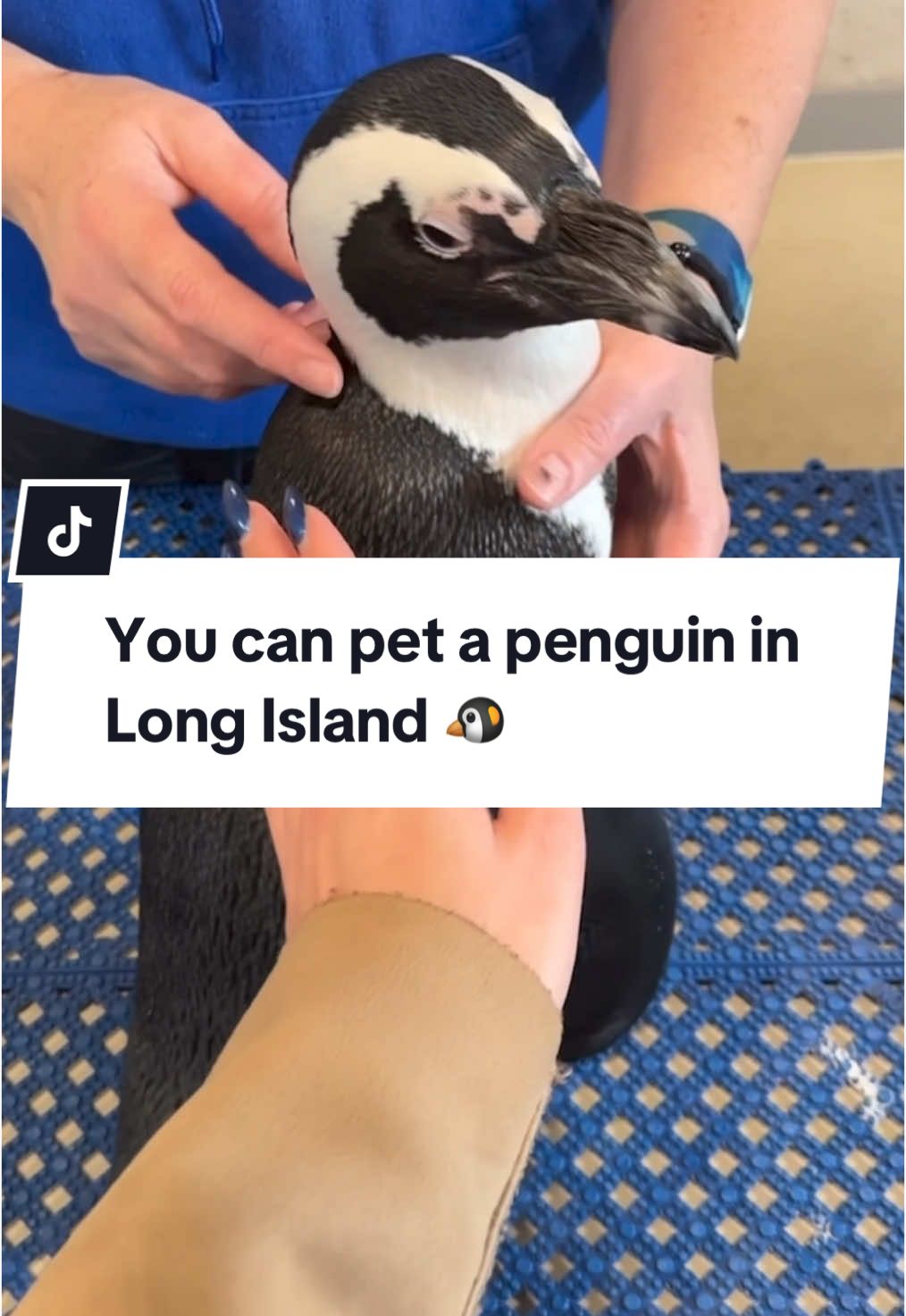 Penguins make us happy and Simon is our best friend 🐧!! You can also pet a penguin at the Long Island Aquarium, just head to the link in our bio to learn more!  #longislandnewyork #longislandaquarium #aquarium #newyorkaquarium #penguin #penguins 