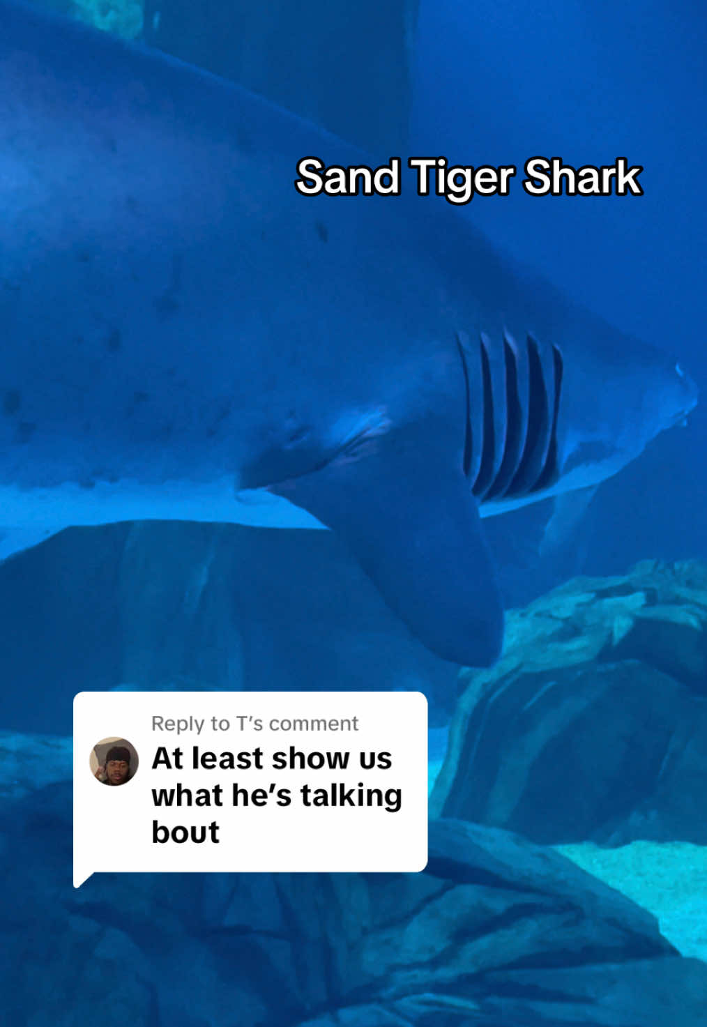 Replying to @T here’s what shark he was talking about. This is a sand tiger shark #gaaquarium #georgiaaquarium #thingstodo #atlanta #sharks #sandtigershark #comment #fyp #foryoupage #foryourpage