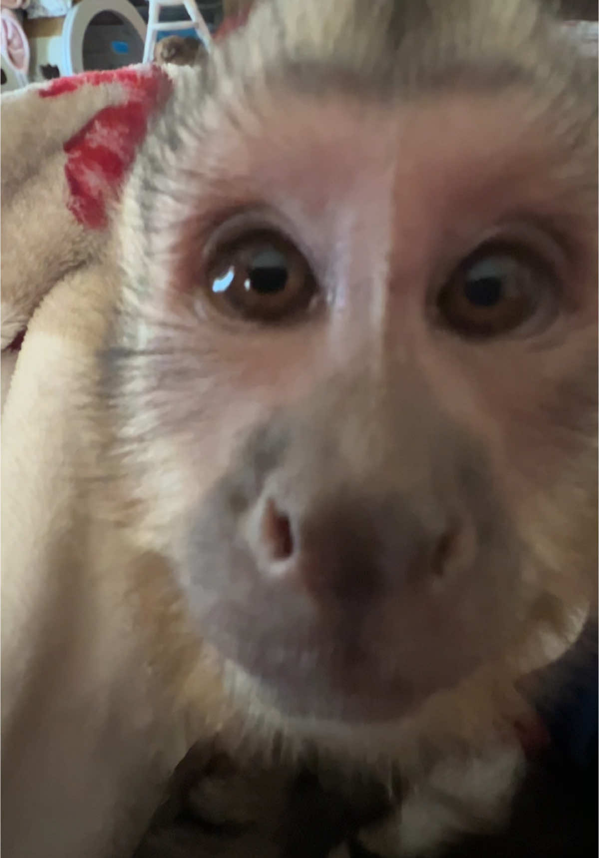 Hello, anybody in there?☺️ #everetthenry #talking #cutie #capuchin #monkey #monkeyoftiktok 