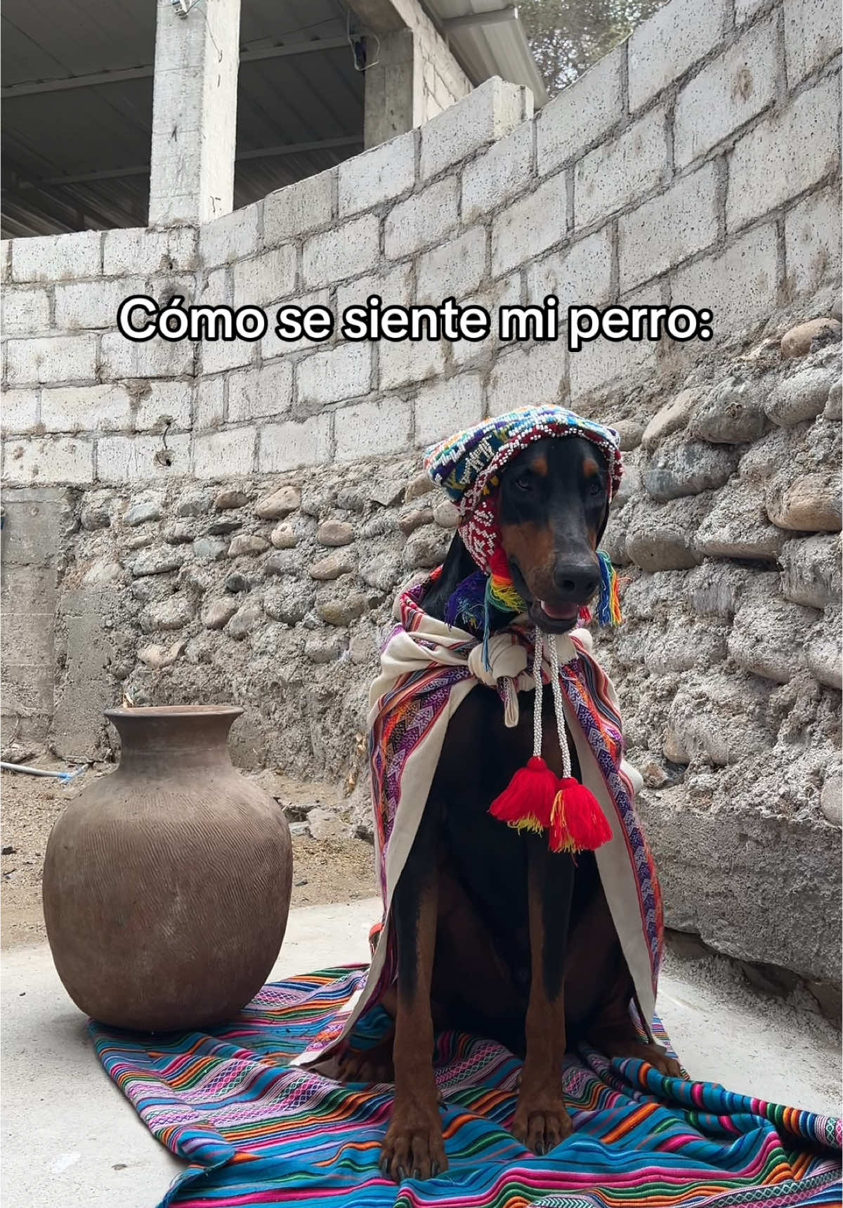 El perro sabe cosas!!! Jajaj #sibenito #humor 