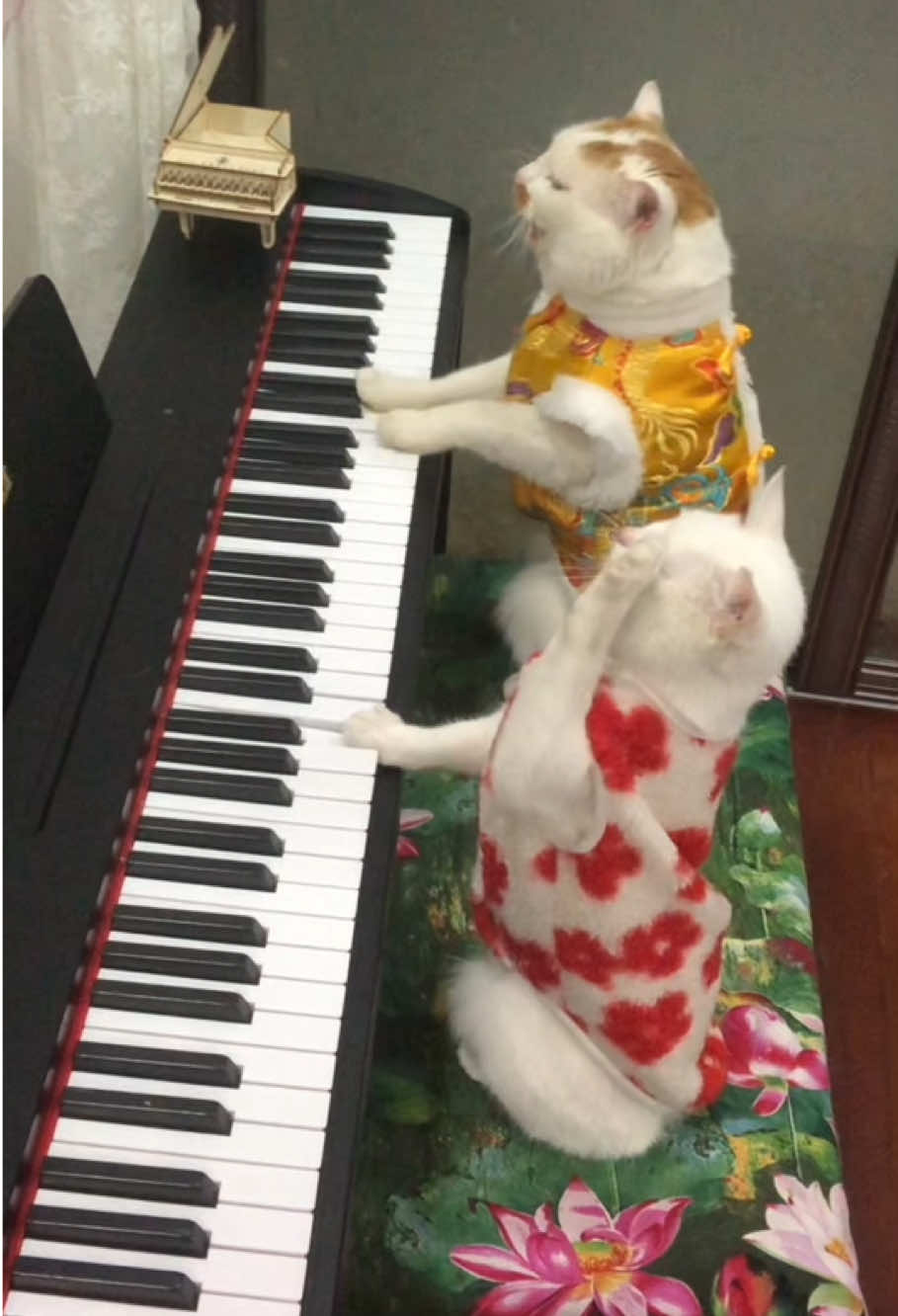 Beethoven had a great talent for leading students #cat #catsoftiktok #cute #beethoven #piano #wedding 