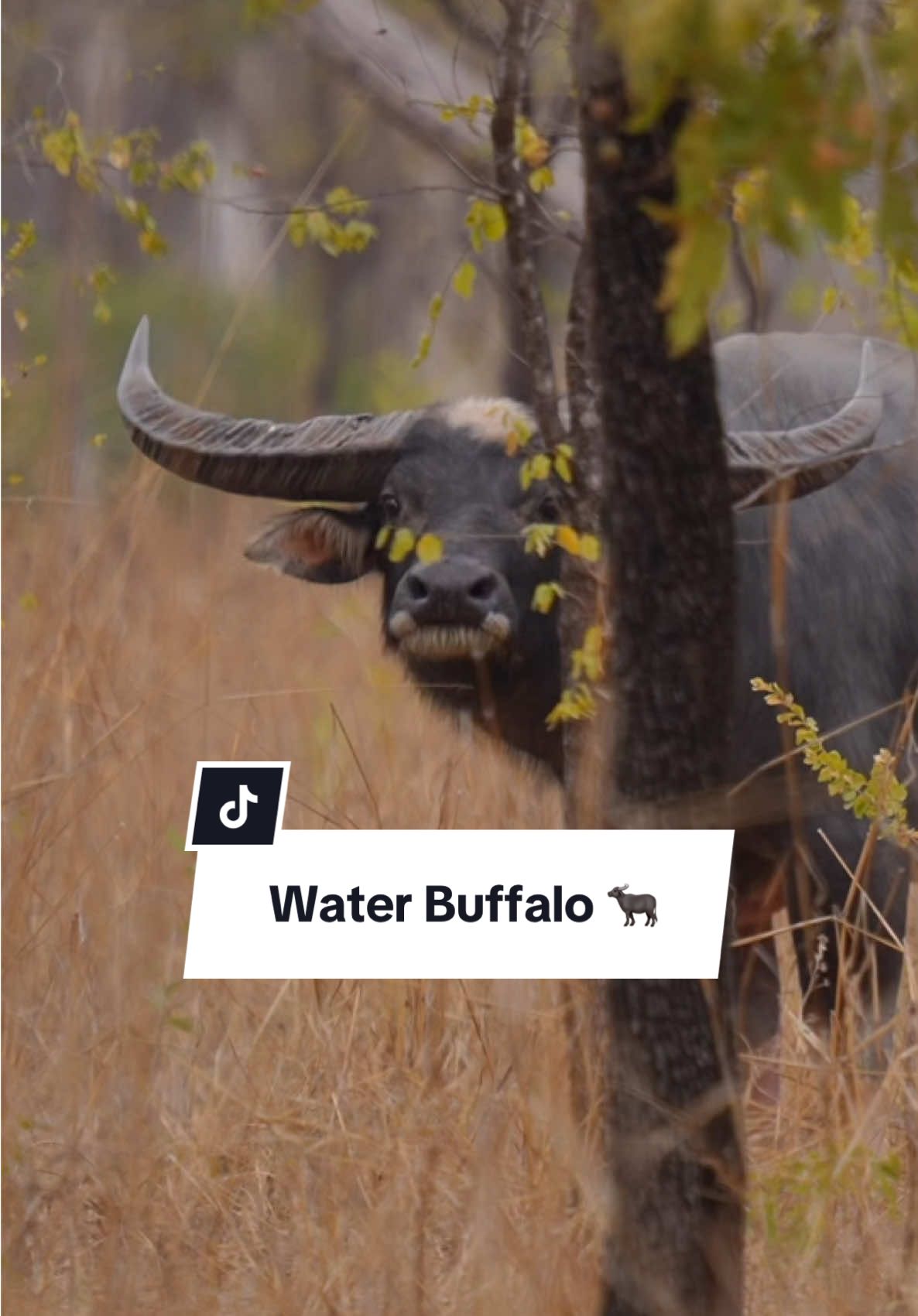 Mature buffalo bull wastes no time fleeing the scene #bull #buffalo #animals #nature #buffalobull #waterbuffalo #nt #topend #adventure #australia #buff 