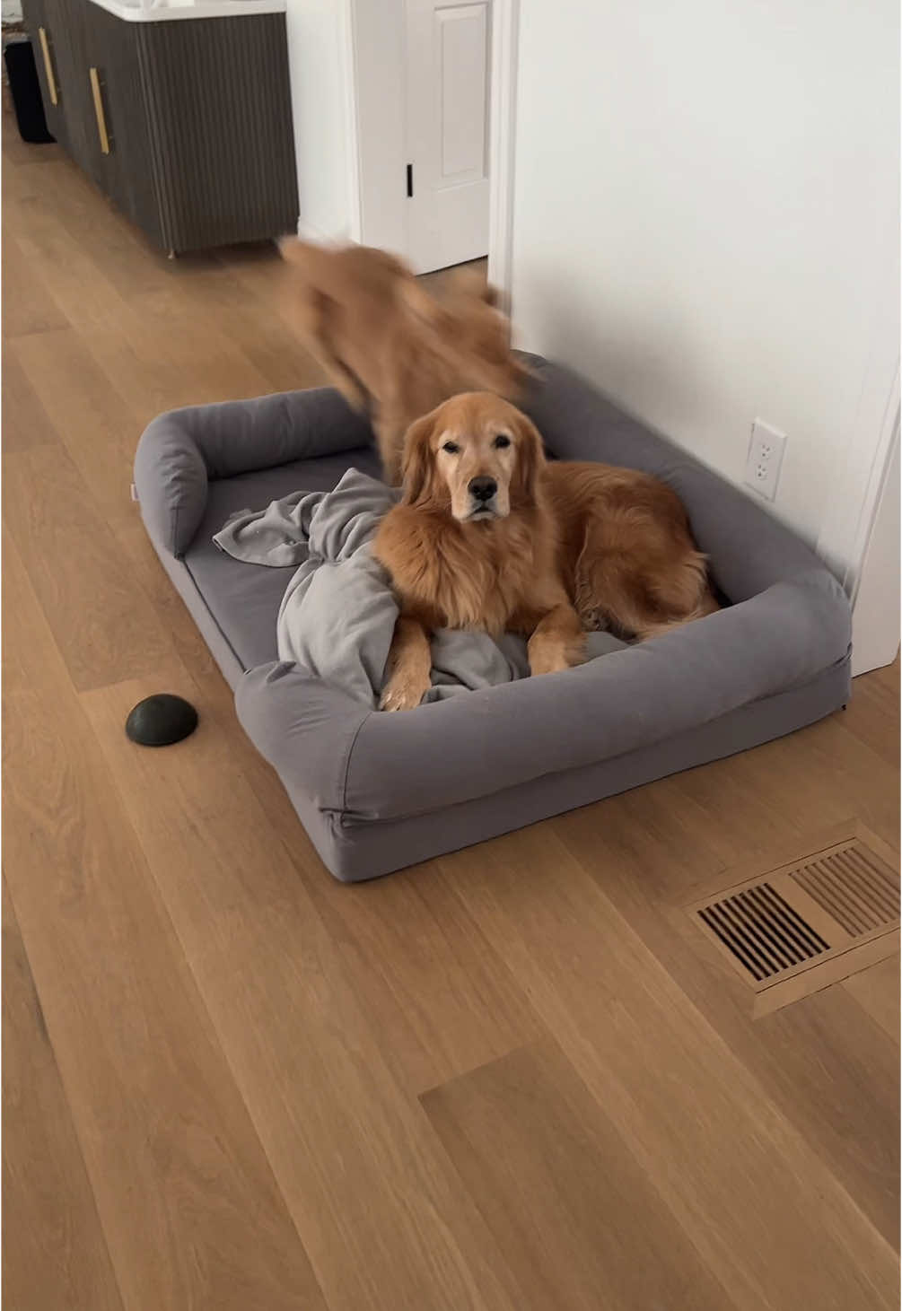 I think she’s good 😂🙃🤪 #goldenretrieverpuppy #goldenretriever #dogsoftiktok #golden #newdog #fypシ゚viral #viralvideo #foryourpage #fyp #viralvideotiktok #fyp #viralvideotiktok #fypシ 