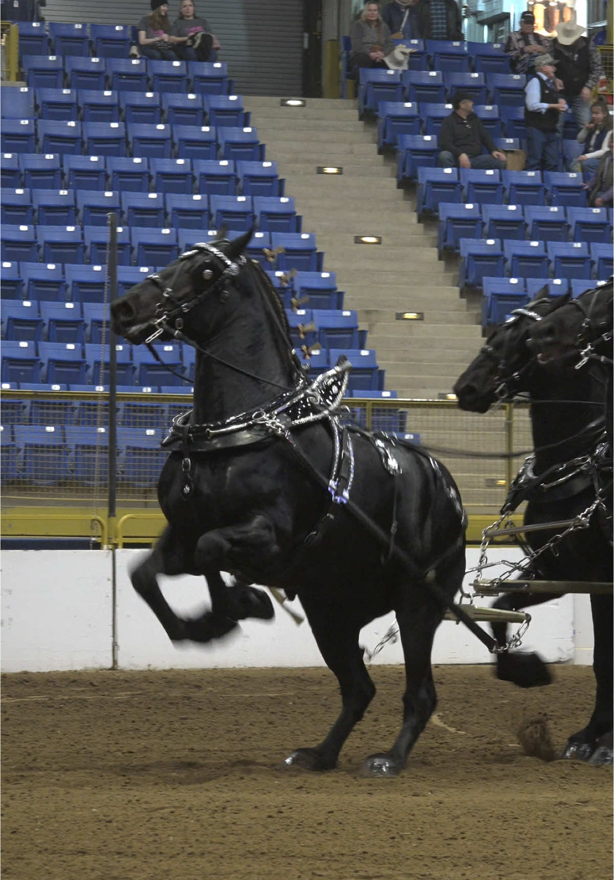 Ya’ll we made it to draft horse weekend at the stock show let’s GOOOOOOO #nationalwesternstockshow #nationalwesternstockshow2025 #horse #horses #beautifulhorse #beautifulhorses #percheron #percheronhorse #drafthorse #heavydraft #drafthorses #carriagehorse #drivinghorse #denver #colorado #denverphotographer #coloradophotographer #parker #castlerock #fortcollins #coloradosprings