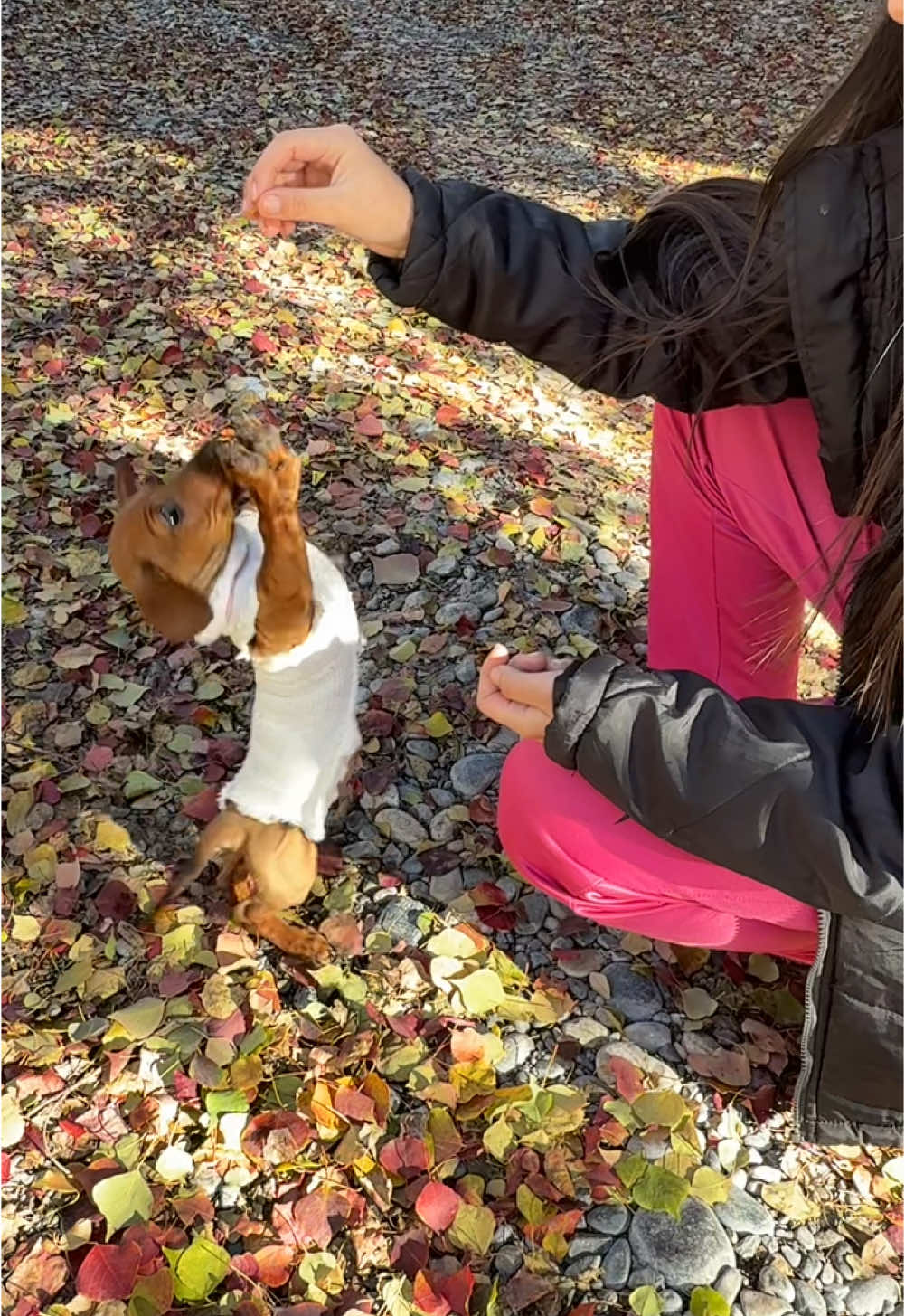 Vale y Bruno♥️La constancia da frutos. . . #dogsoftiktok #perrostiktok #perrosalchichagordobachicha  #perrosalchicha #daschundsoftiktok #daschundpuppy #daschund #entrenandoamisalchicha #entrenamientodeperros 