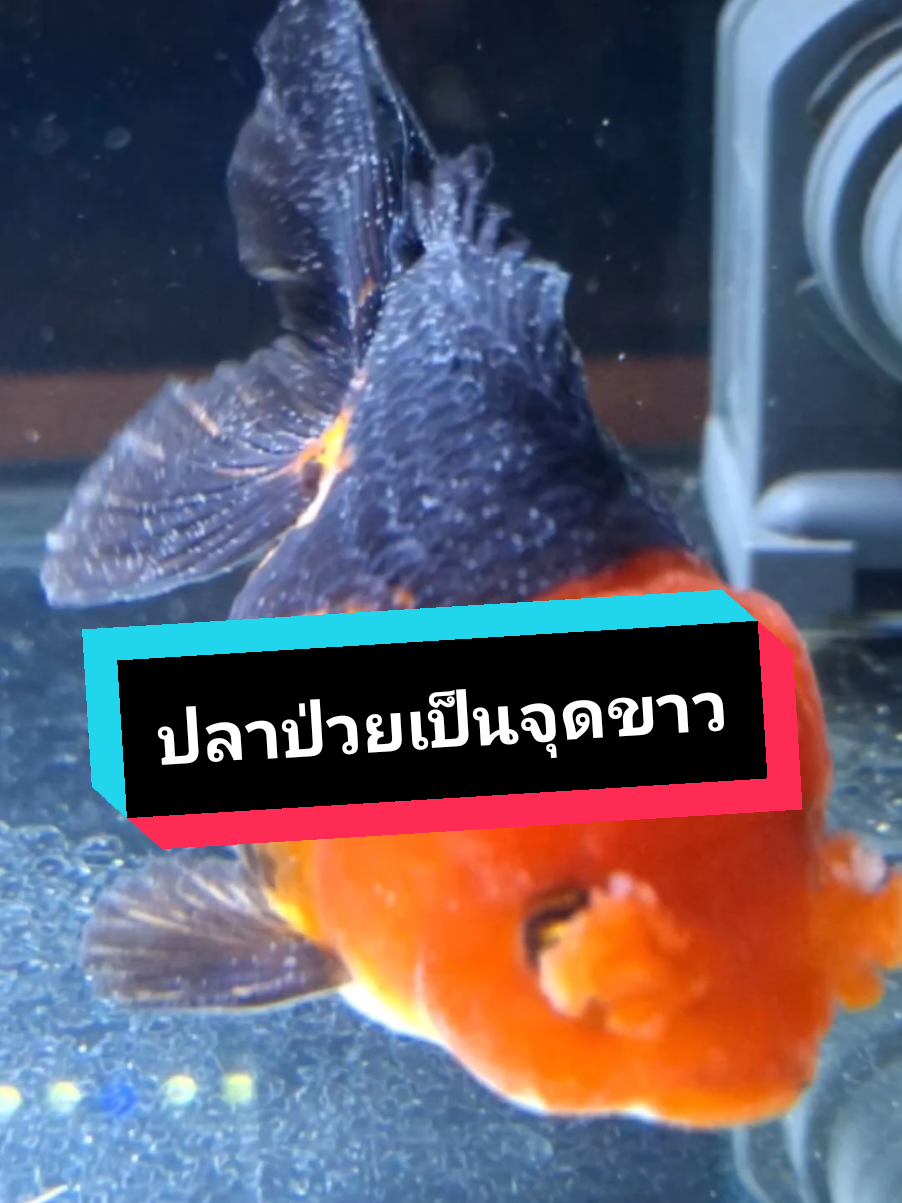 วิธีรักษาโรคจุดขาว หรือโรคอิ๊คบนตัวปลาทองและปลาสวยงาม #ปลาทอง #ปลาสวยงาม #ปลาป่วย #รักษาปลา #โรคจุดขาว #โรคอิ๊ค 