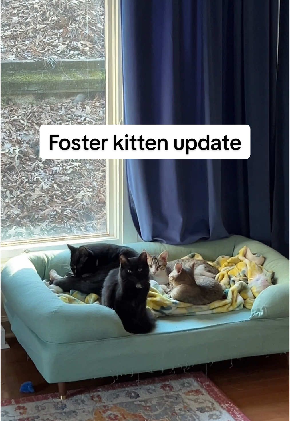 Coop was a surprise…but FINN?! #coopkitty #coopkittyfosters 