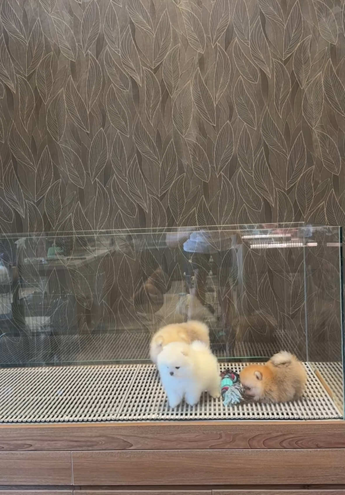 New teddy bear pomeranians!🧸🧸