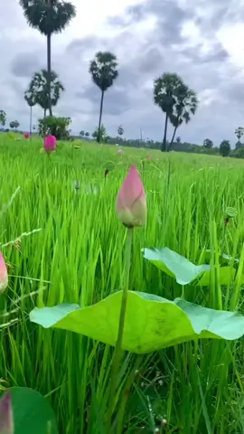 #Mr🍁☘️ #viral #viraltiktok #viralvideo #ទេសភាពស្រុកស្រែ🌄🏜️🌱🌼🌾🐟 #ស្រស់ស្រាយជាមួយនិងធម្មជាតិ🌿🍀 #ទេសភាពស្រុកស្រែ #ស្រស់ស្រាយនិងធម្មជាតិ🌿🍀🌿 #ទេសភាពស្អាតណាស់ #fyp #fypシ #ទេសភាព 