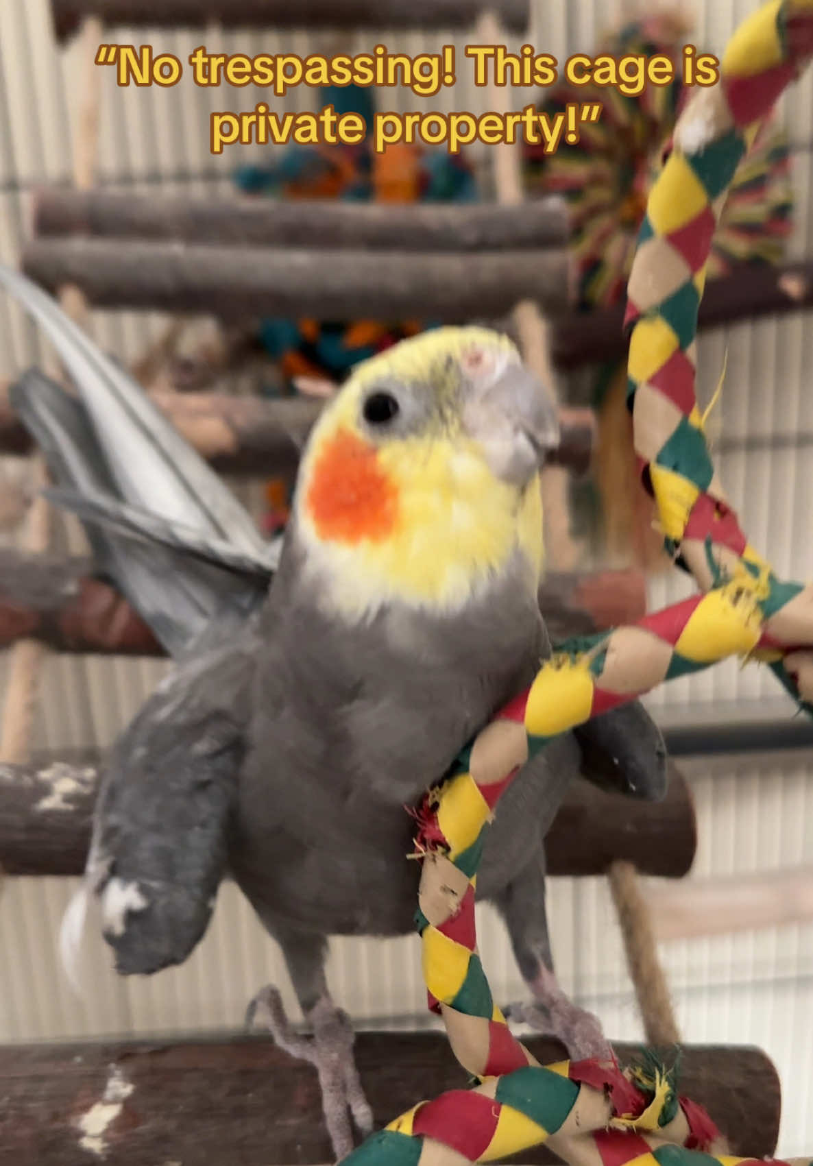 Get off his property or he’ll peck! #cockatiel #parrot #yumyumthetiel #parrotsoftiktok #cockatielsoftiktok 