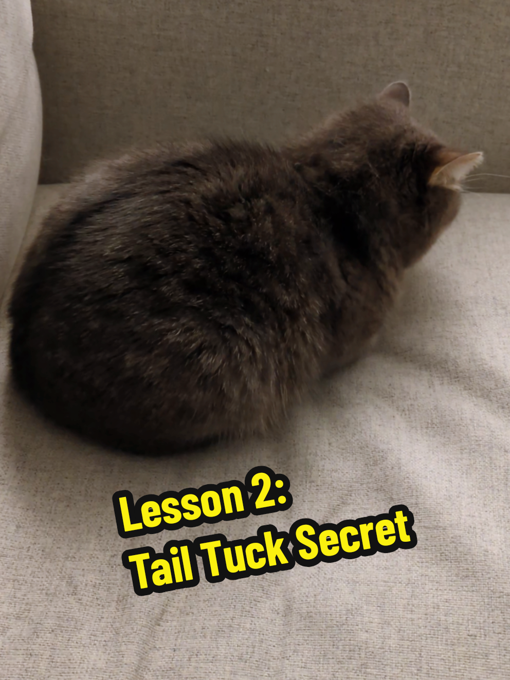 Advanced Loafing: How to Hide Your Tail 🍞✨ Lesson 2 #cat #catsoftiktok #cute 