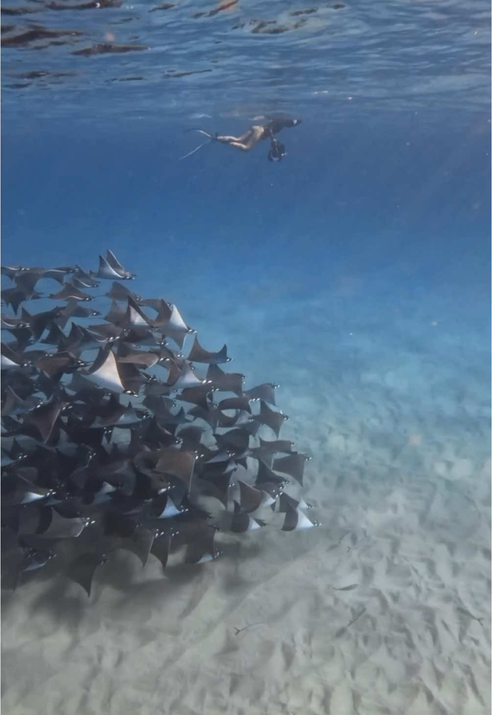 Love my office #ocean #photography #marinebiology 