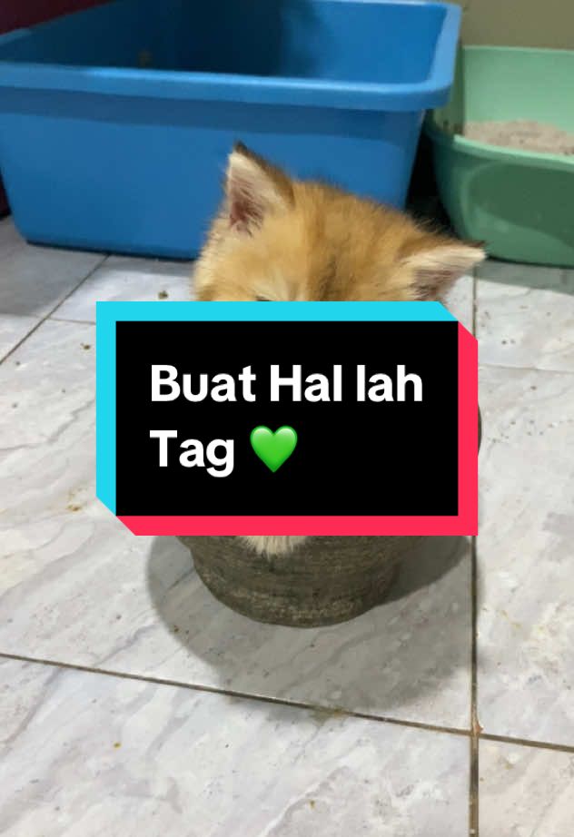 Suka hari ko lah dik🤣🤣🤣🤣 #fyp #anggunchintacattery #cutecat #kucinglucu #kucingtiktok #kittensoftiktok #britishshorthair #bshgolden #