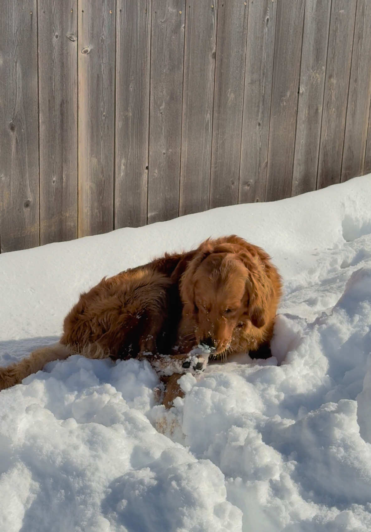 #dogsoftiktok #snowfall #parati #goldenretriever 🥹🥹🥹