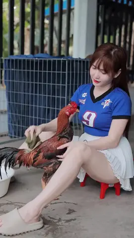 botoh cantik #ayampetaroeng #botohthailand #botohayam #botohcantik #botohayamcantik #botoh 