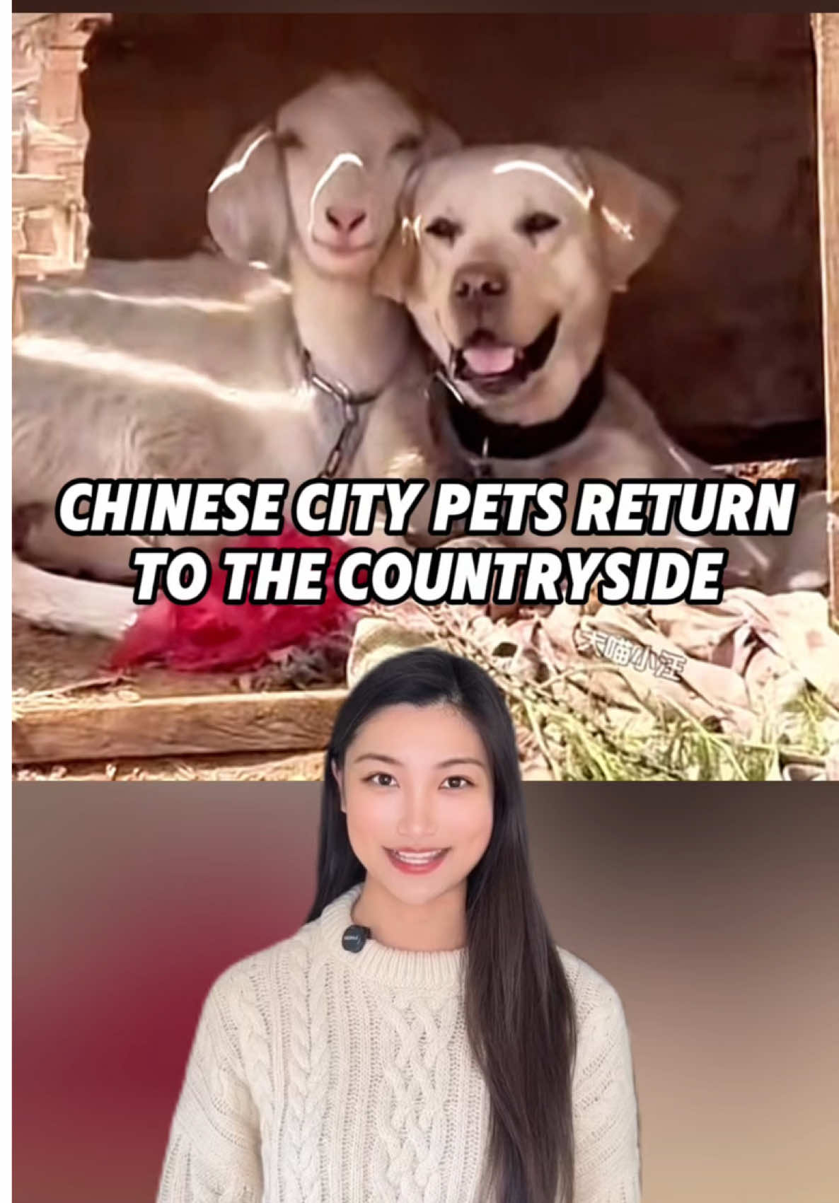 Chinese City Pets Return to the Countryside 👀   #china #pet #dog #cat #cuteanimals #chinesenewyear #yearofthesnake #cny #chinesenewyear2025 #cny2025 #chineseculture #chinatravel #genz #douyin #LearnOnTikTok #fyp #viral #trending #funny #chinese #countrylife #ruralliving #countryside #ruralchina #vacation #chinesewithmia 