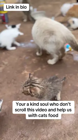 Link in bio to donate for cats food#adoptdontshop #kitten #cat #fyp #explorepage #donate #support #viral #unitedkingdom #stray #rescue #case #cats #catrescue #rescuekittens #catsfollowers #viralreels #catsoftiktok 