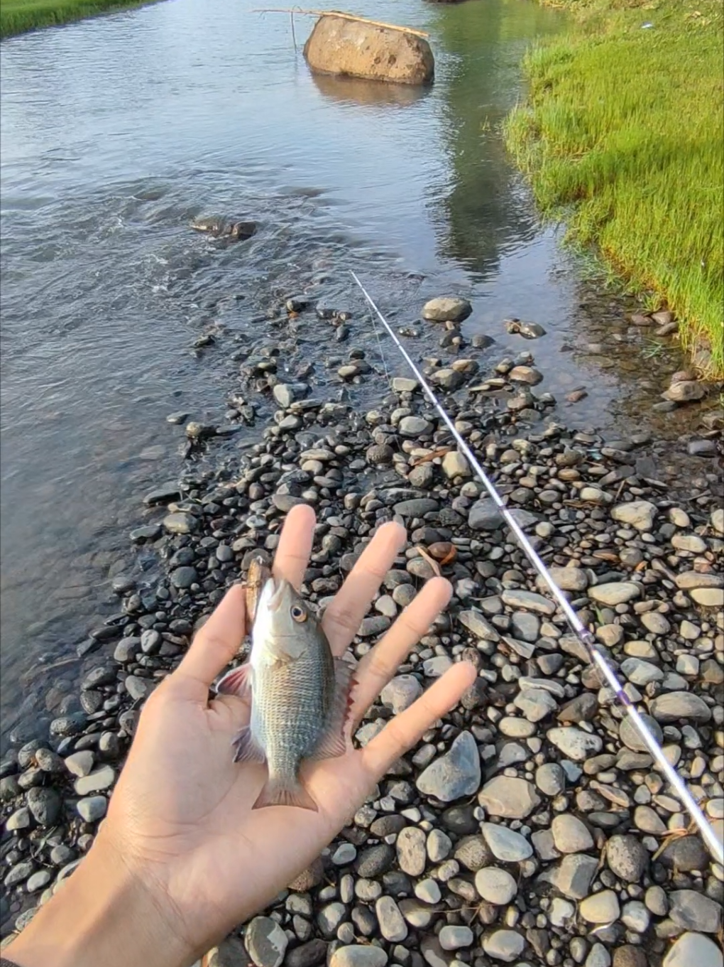 sungai pegunungan penuh cerita 🐟 #microfishing #joranmicrocasting #wgmgallery #joranmicro #wgm #microcasting #joranmicrocasting #joranlentur #joranwader #joranbabygt #giveaway #bali #singaraja #tabanan #buleleng #wgmv2 