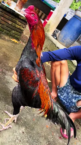 Con đúc cuối cùng trong năm củ 