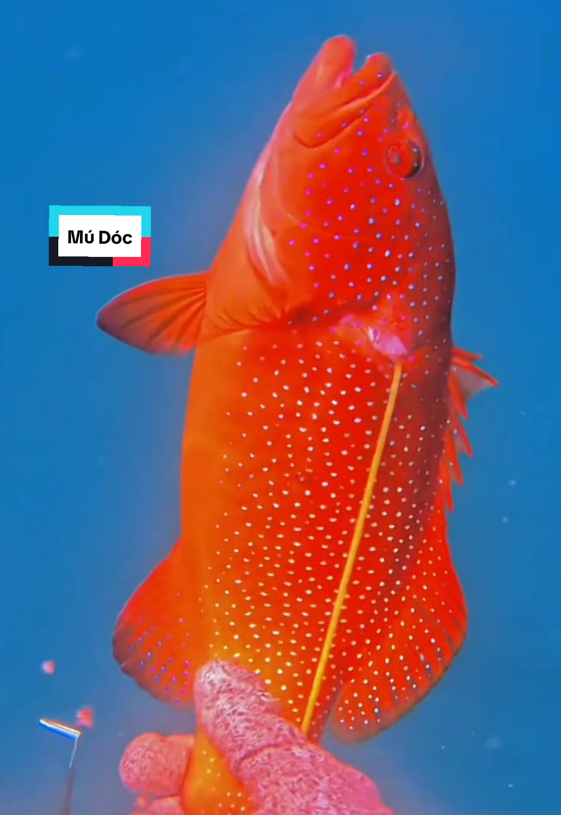 Mú Sao Loại Này Có Chức Năng chống Ngán Thịt Mùa dịp Tết... #spearfishingworld #Freedive #spearfishing #spearfishing_international #underwaterphotography #underwater #sea #freediver 