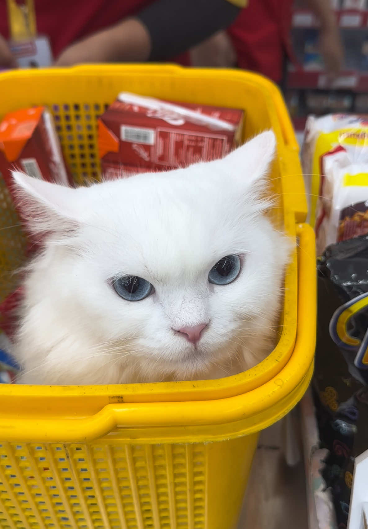 Eneng belanja dulu di alfa ya #cat #persiancat #kucinglucu #kucing #kucingtiktok #kittens 