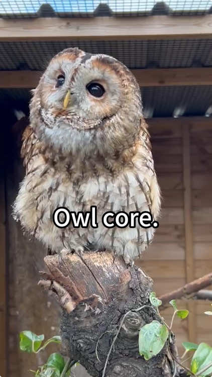 Owl core😂🤣#owl #owlhouse #owls #owlsoftiktok #owllove #parrot 