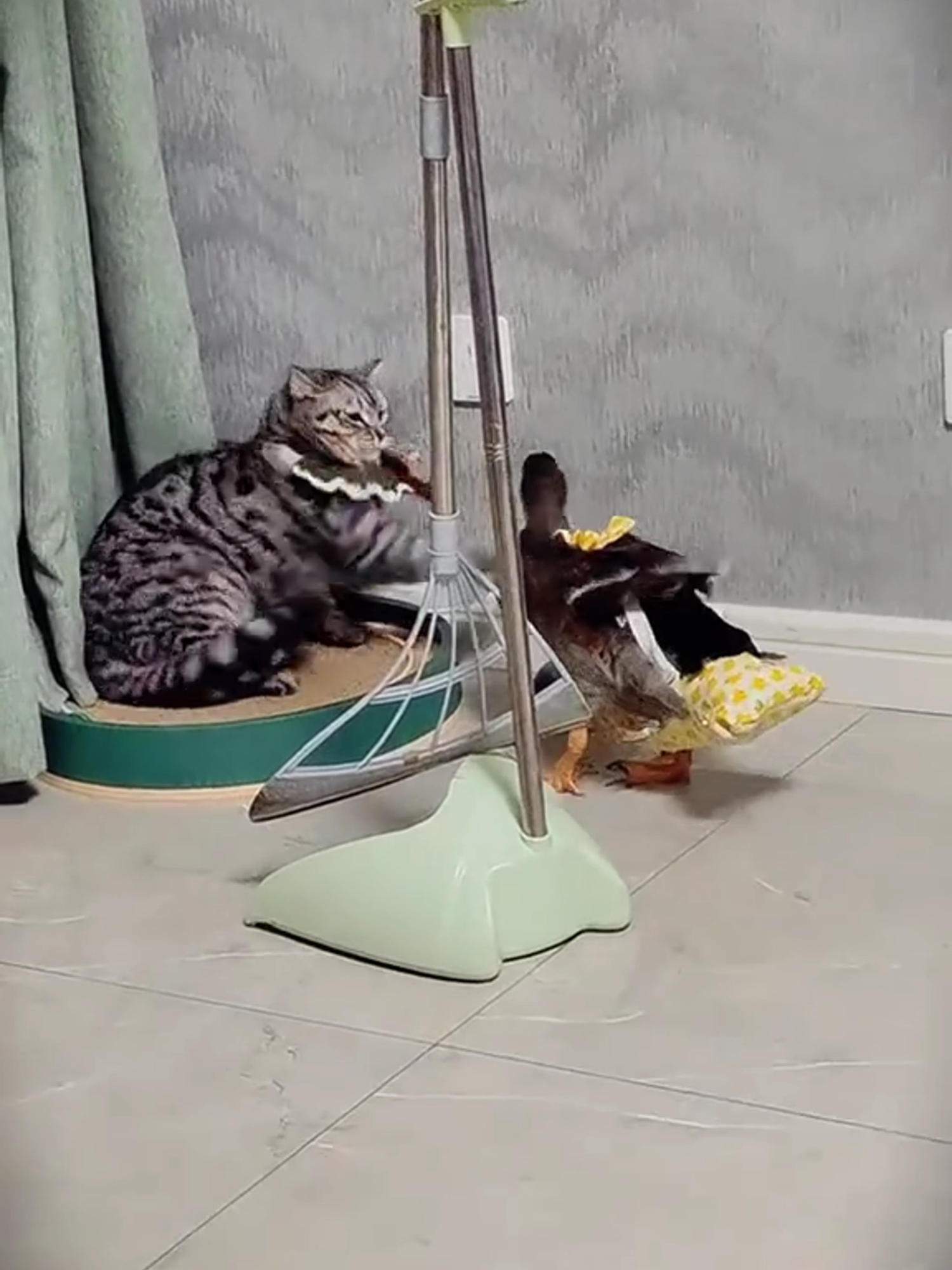 Cat vs Goose: The Ultimate Showdown! 🐱🔥🦢 #fouryou #funnycats #tiktokcats #funnyanimals #catlover #catsoftiktok #viralcats