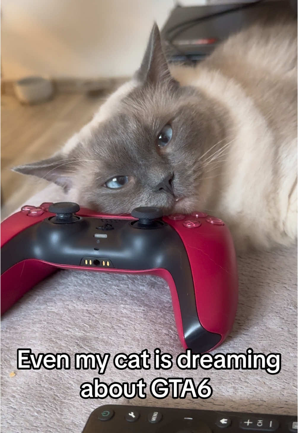 So do I… #fyp #gta6 #fy #catsoftiktok #gatos #ragdoll #ps5 