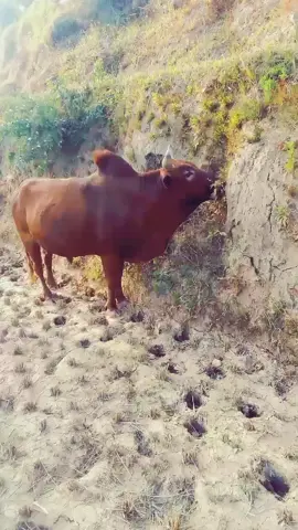 पाँचथरको राजा कस्तो छ#🥰❤️ 