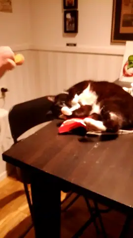 kitty on catnip#cat #catnip 