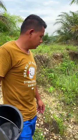 Looking for gold and panning for gold buried in river walls #mininggold #goldpaning #goldhunter #golddiscovery #gold #viralgold #viralvideo #foryou #foryoupage 