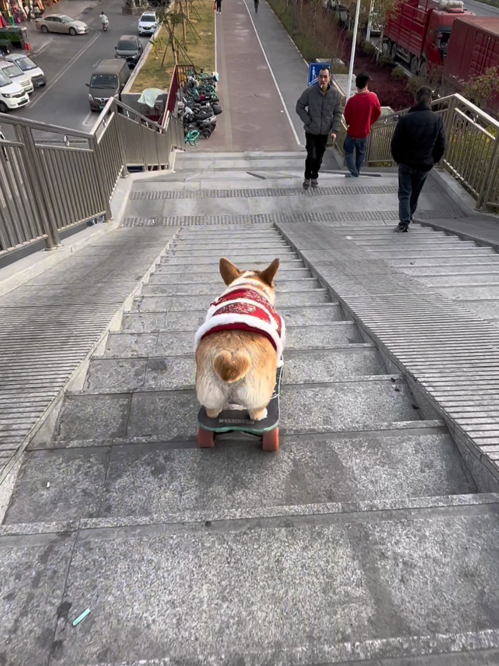 Skating down the stairs like a pro 🐕🛹 #dog #dogsoftiktok #doglover #corgi #funny #pet #smart 