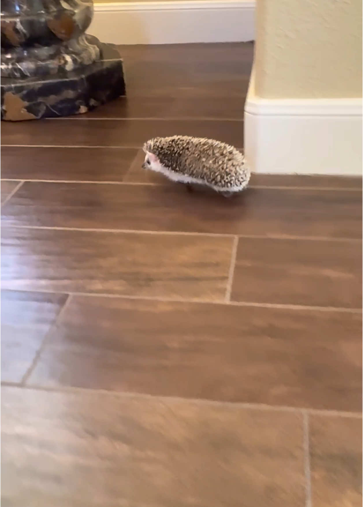 Baby Hedgehog Running 🚁 🥰😍#hedgehog #hedgehogs #hedgehogsoftiktok #cuteanimalsoftiktok #cutepetsoftiktok #hedgehoglife#hedgehoglife #hedgehoglover #ежик #ежики #刺猬 #ハリネズミ #고슴도치 #erizo #erizos 