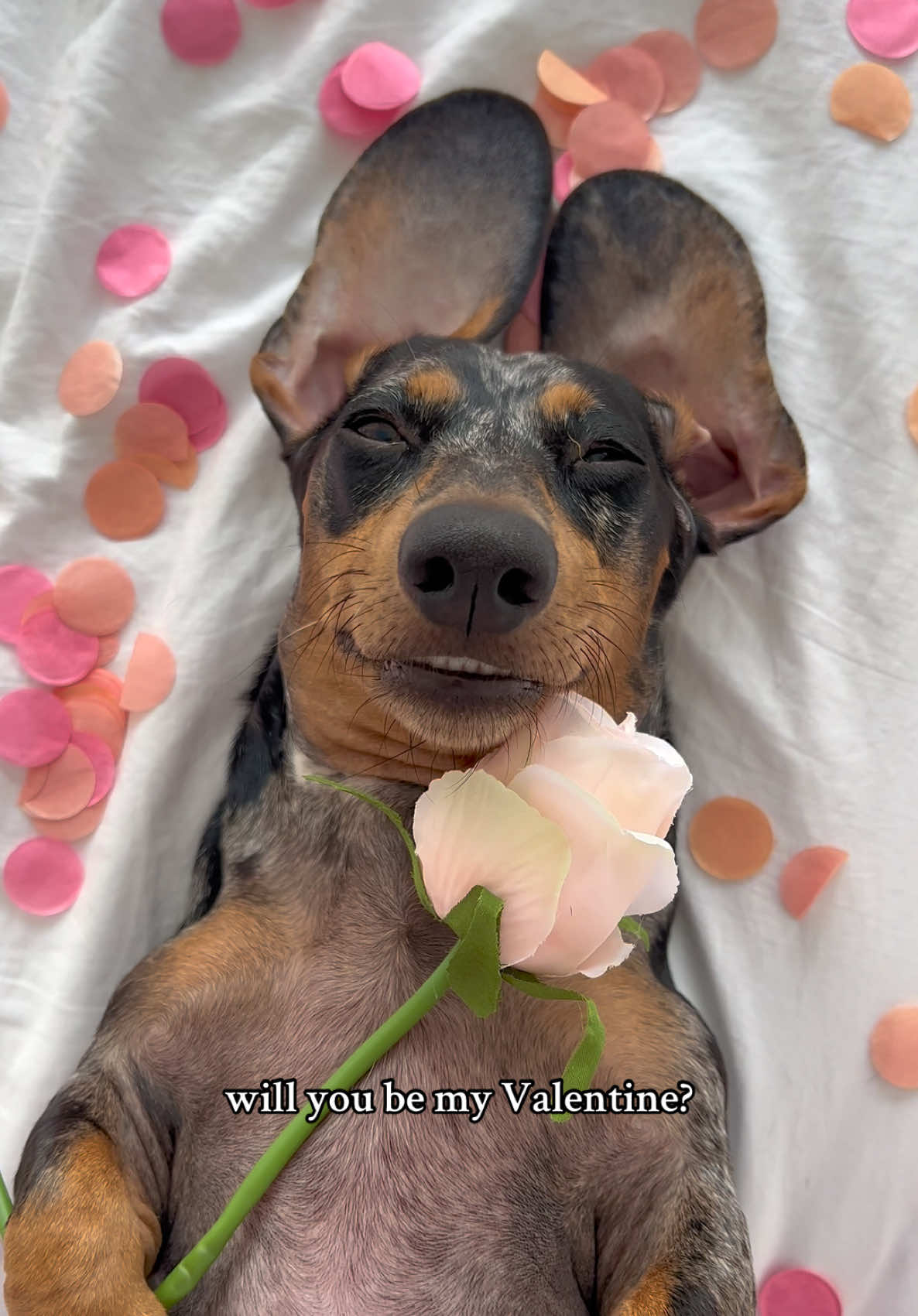 send this to your valentine 🙊🥹 #dachshund #sausagedog #minidachshund #dogsoftiktok #fyp 