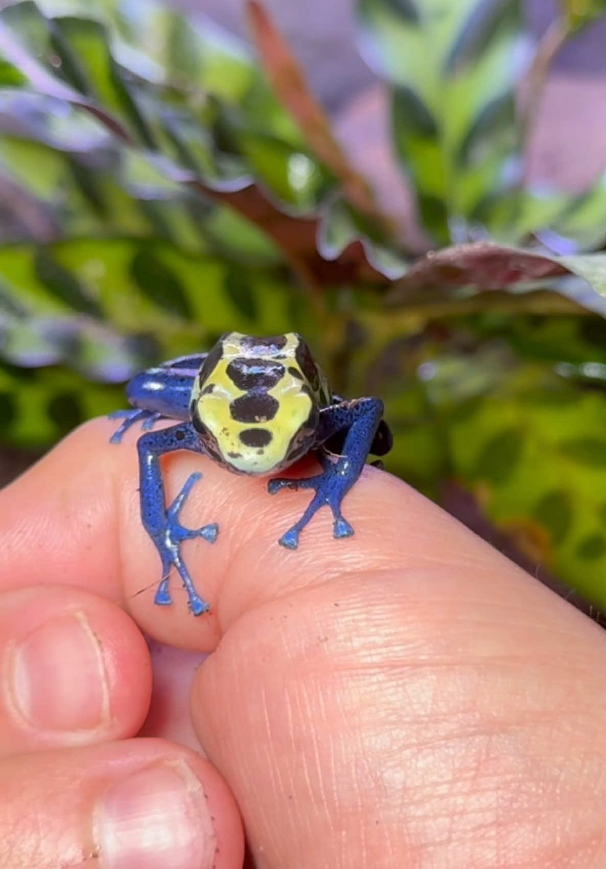 PET POISON DART FROGS!!!🐸 #poisondartfrog #poisondartfrogs #dartfrog #dartfrogs #frog #frogs #amphibian #fyp