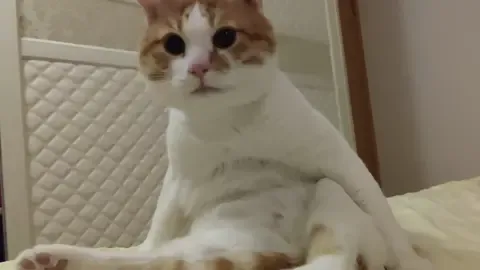oi #cats #cat #kucing #meme #funny #cute #memekucing #catmeme #dailycat  抖音 : 眼眼子和小丫头