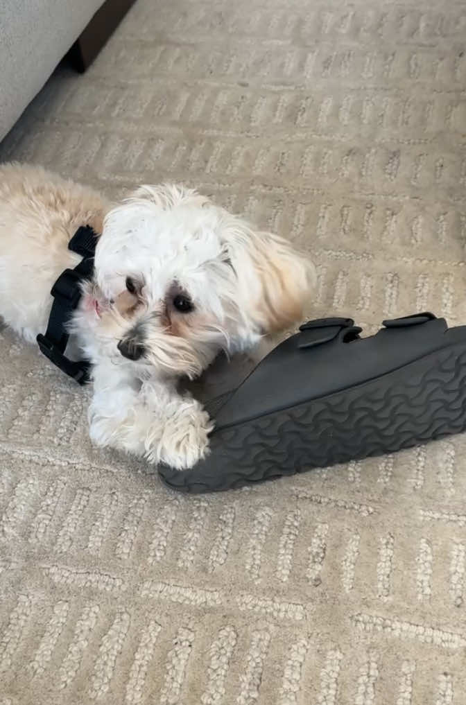 Problem child…😆🐾💕 ##tiktokviral #dogsoftiktok #fyp #maltipoosoftiktok #puppytiktok #maltipoopuppy #puppy #doglife #puppylife #dogmom #viralpuppy #dog #cutestpuppy #foryoupage #viraldog #girldog #trending #chewtoy #problemchild #acdc #naughtydog #birkenstock 