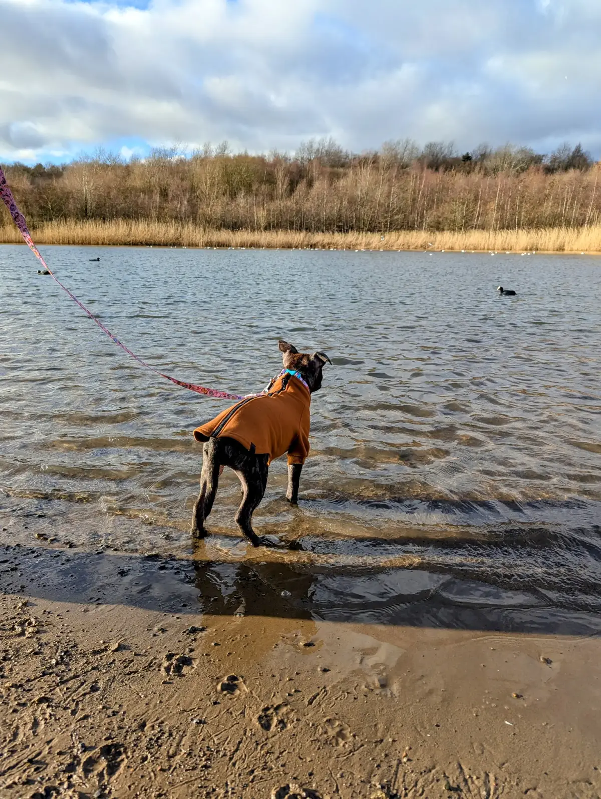 #fyppp #staffy #staffordshirebullterrier #fyp #tik_tok #lake #loveyou #lovely #familytime #puppygram 🩷